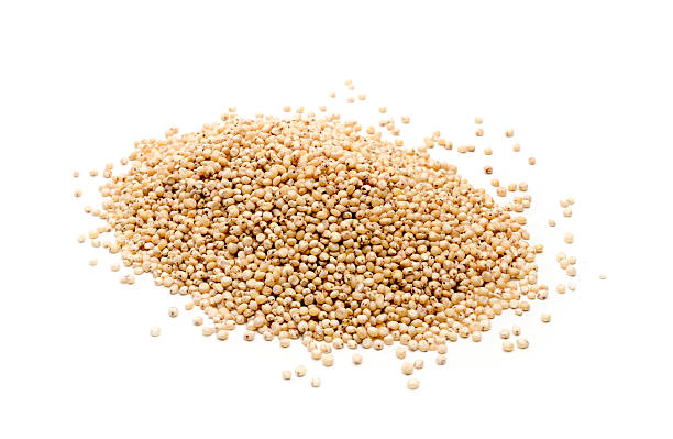 Sorghum Grains on White Background
